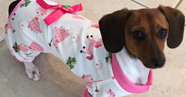 Cute clothes for Rosie – a mini dachshund